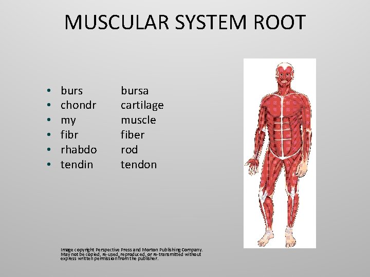 MUSCULAR SYSTEM ROOT • • • burs chondr my fibr rhabdo tendin bursa cartilage