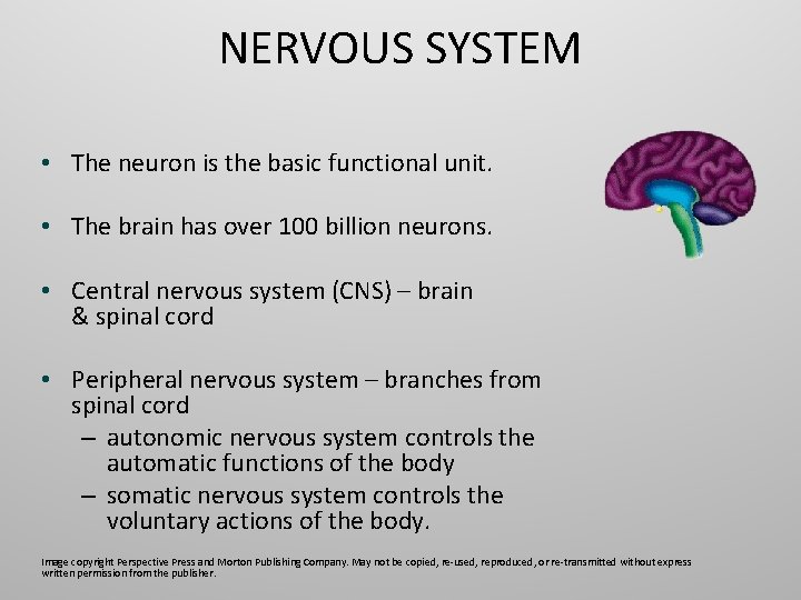 NERVOUS SYSTEM • The neuron is the basic functional unit. • The brain has