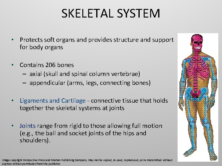 SKELETAL SYSTEM • Protects soft organs and provides structure and support for body organs