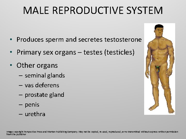 MALE REPRODUCTIVE SYSTEM • Produces sperm and secretes testosterone • Primary sex organs –