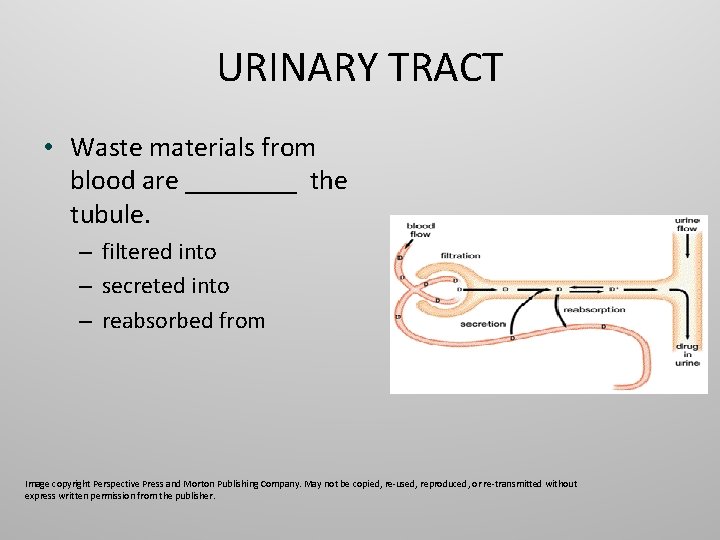 URINARY TRACT • Waste materials from blood are ____ the tubule. – filtered into