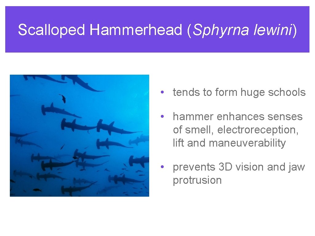 Scalloped Hammerhead (Sphyrna lewini) • tends to form huge schools • hammer enhances senses