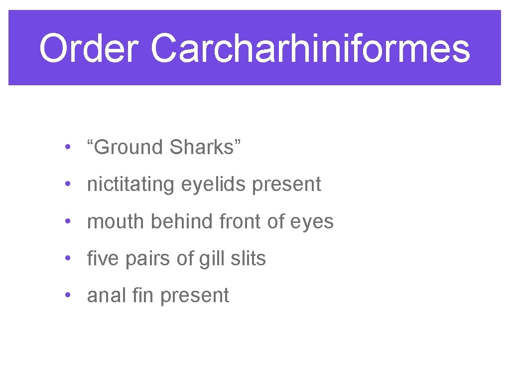 Order Carcharhiniformes • “Ground Sharks” • nictitating eyelids present • mouth behind front of