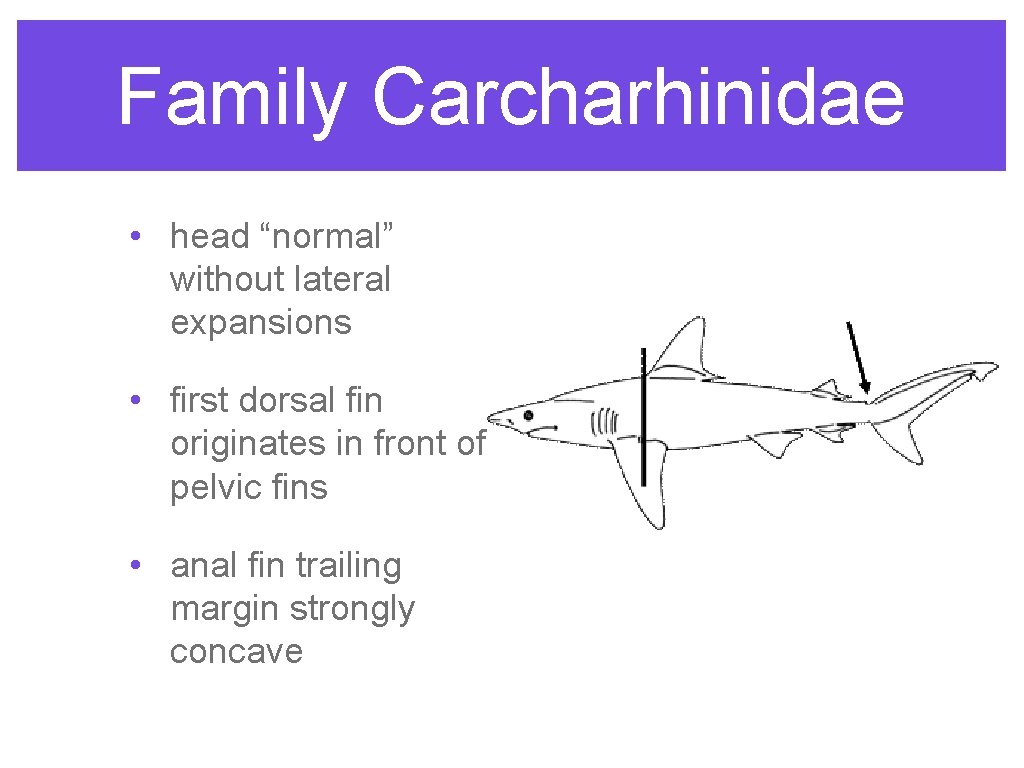 Family Carcharhinidae • head “normal” without lateral expansions • first dorsal fin originates in