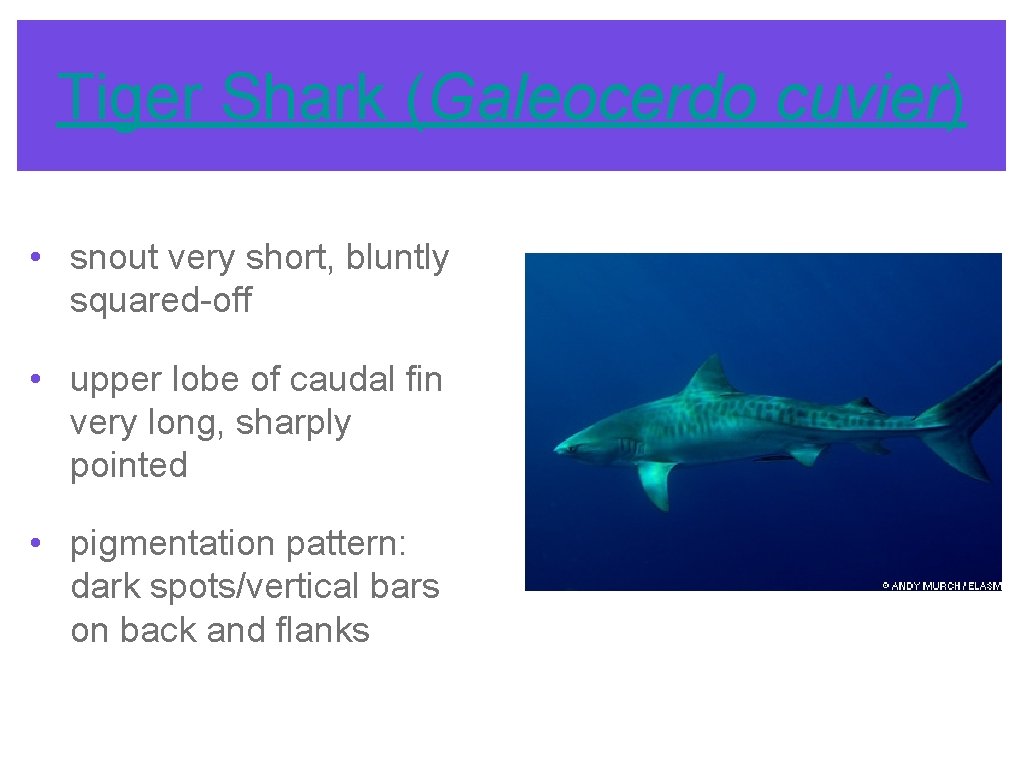Tiger Shark (Galeocerdo cuvier) • snout very short, bluntly squared-off • upper lobe of