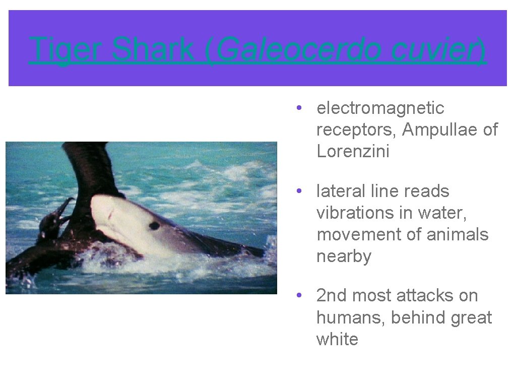 Tiger Shark (Galeocerdo cuvier) • electromagnetic receptors, Ampullae of Lorenzini • lateral line reads