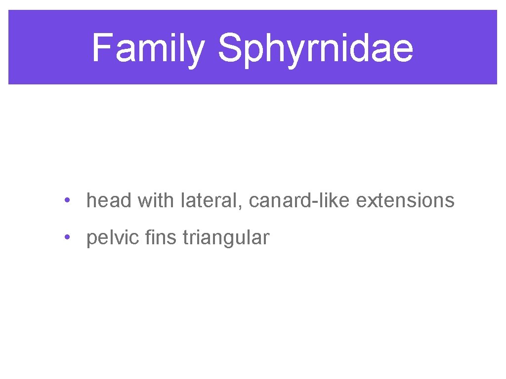 Family Sphyrnidae • head with lateral, canard-like extensions • pelvic fins triangular 