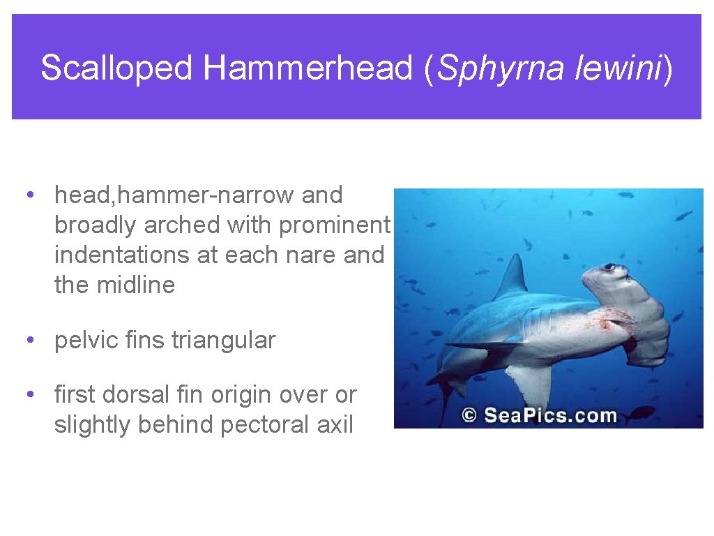 Scalloped Hammerhead (Sphyrna lewini) • head, hammer-narrow and broadly arched with prominent indentations at