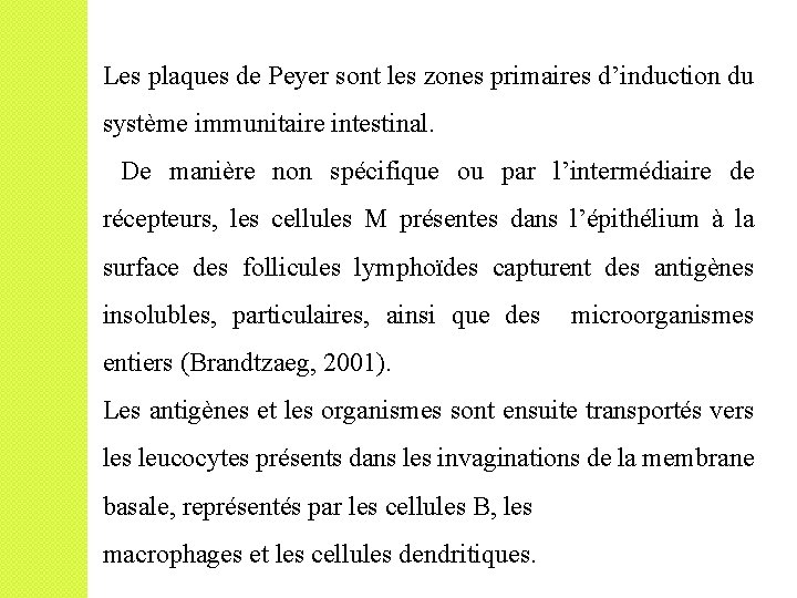 Les plaques de Peyer sont les zones primaires d’induction du système immunitaire intestinal. De