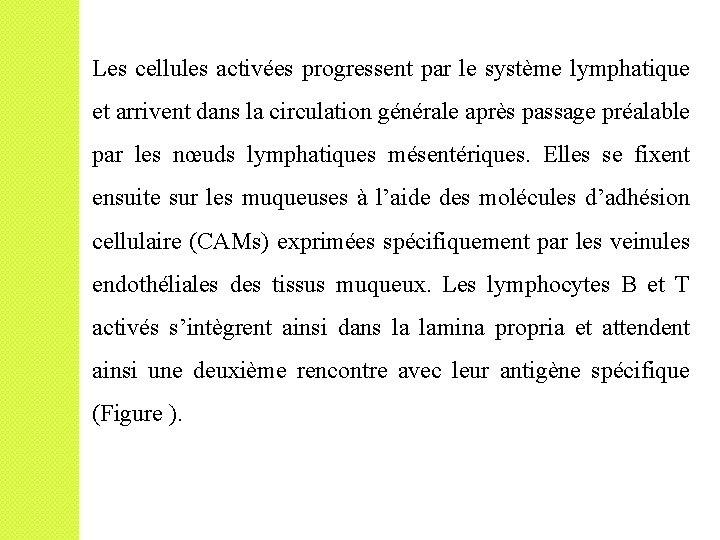 Les cellules activées progressent par le système lymphatique et arrivent dans la circulation générale