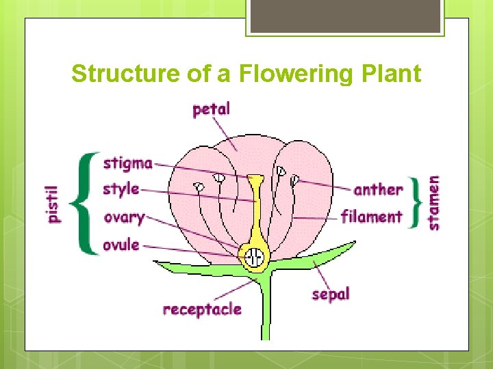 Structure of a Flowering Plant 