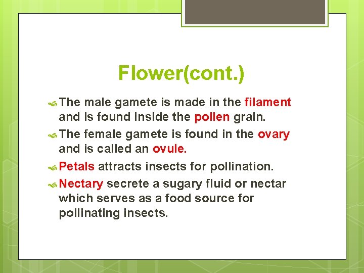 Flower(cont. ) The male gamete is made in the filament and is found inside