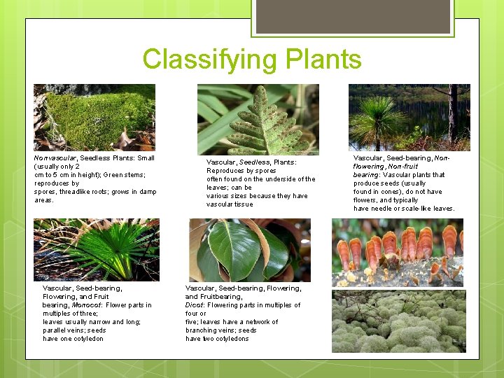 Classifying Plants Nonvascular, Seedless Plants: Small (usually only 2 cm to 5 cm in