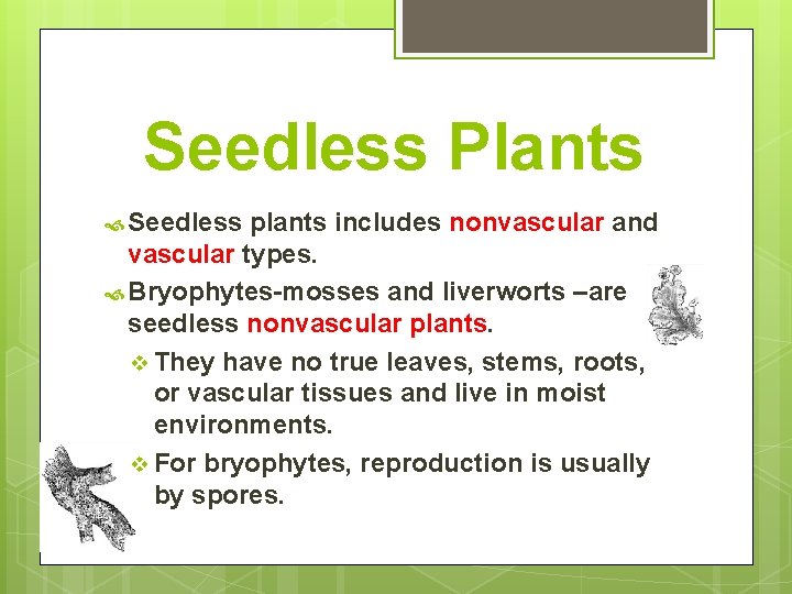 Seedless Plants Seedless plants includes nonvascular and vascular types. Bryophytes-mosses and liverworts –are seedless