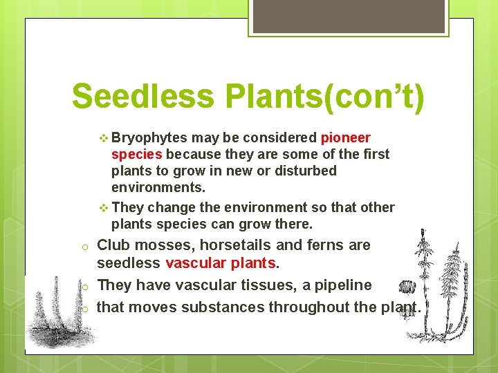 Seedless Plants(con’t) v Bryophytes may be considered pioneer species because they are some of