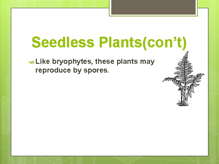 Seedless Plants(con’t) Like bryophytes, these plants may reproduce by spores. 