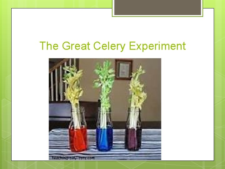 The Great Celery Experiment 