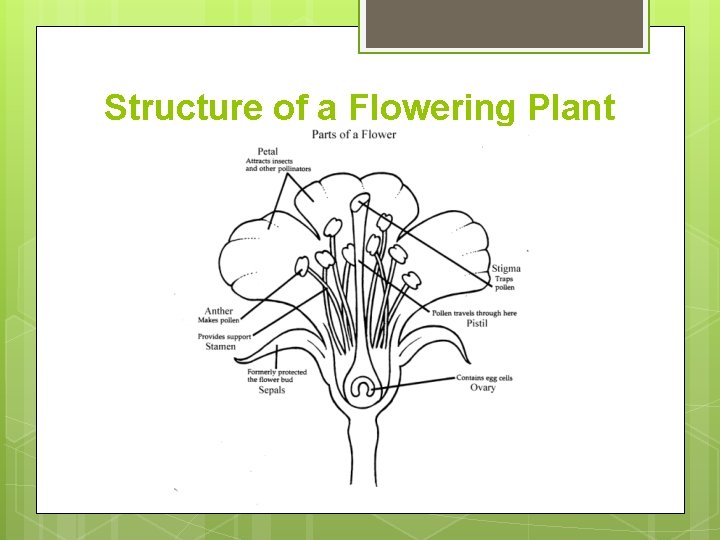 Structure of a Flowering Plant 