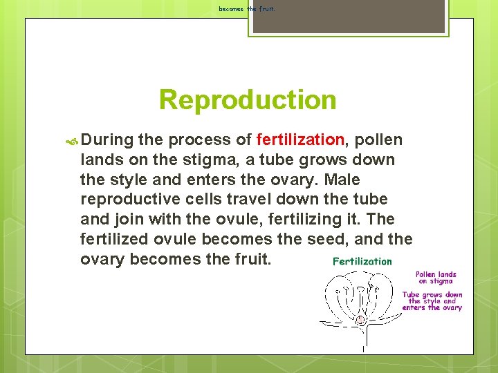 becomes the fruit. Reproduction During the process of fertilization, pollen lands on the stigma,