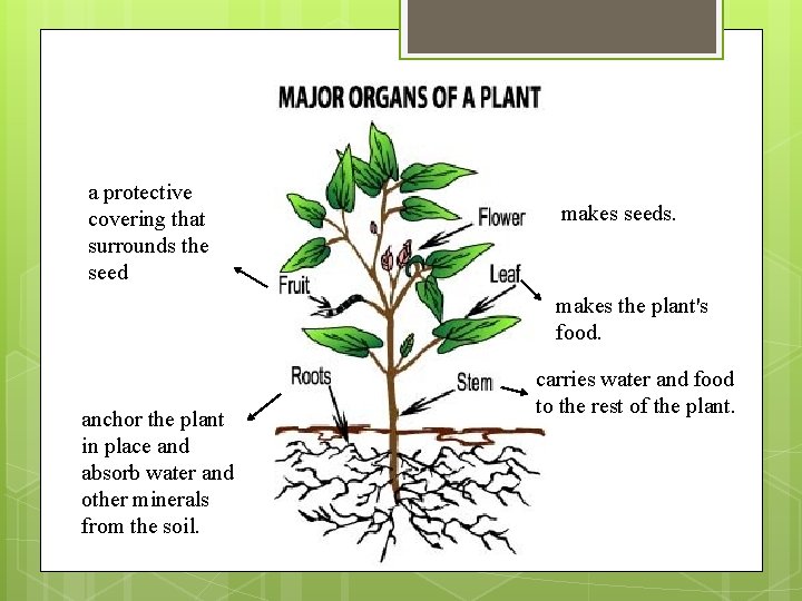 a protective covering that surrounds the seed makes seeds. makes the plant's food. anchor