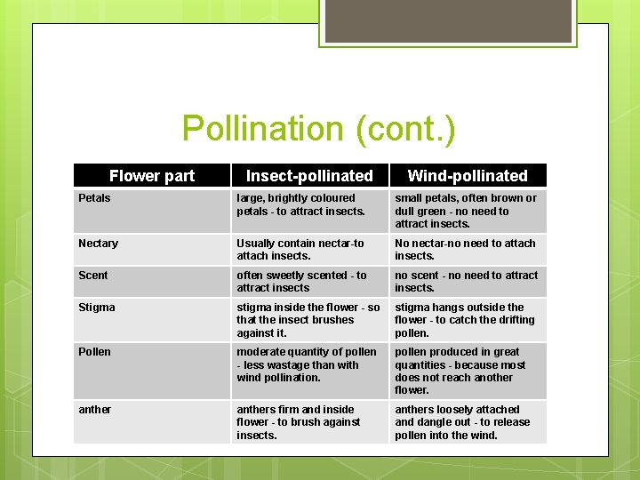 Pollination (cont. ) Flower part Insect-pollinated Wind-pollinated Petals large, brightly coloured petals - to