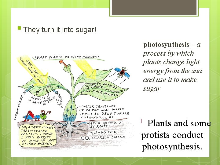 § They turn it into sugar! photosynthesis – a process by which plants change