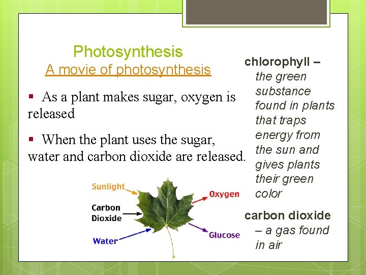 Photosynthesis chlorophyll – A movie of photosynthesis the green § As a plant makes