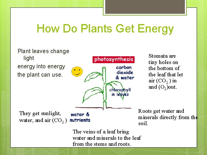 How Do Plants Get Energy Plant leaves change light energy into energy the plant