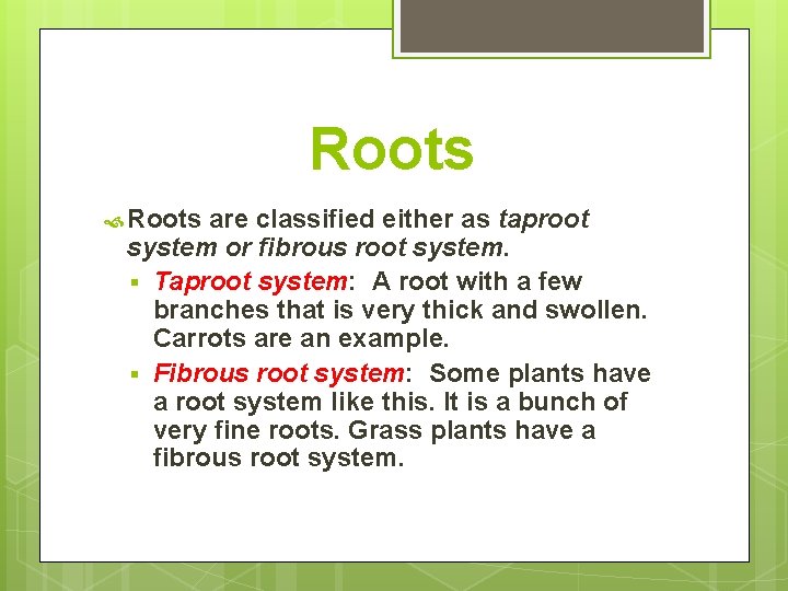 Roots are classified either as taproot system or fibrous root system. § Taproot system: