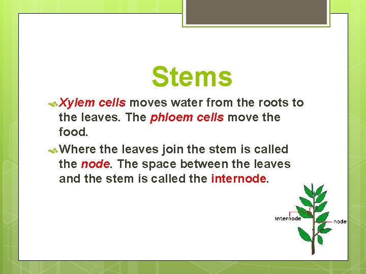 Stems Xylem cells moves water from the roots to the leaves. The phloem cells