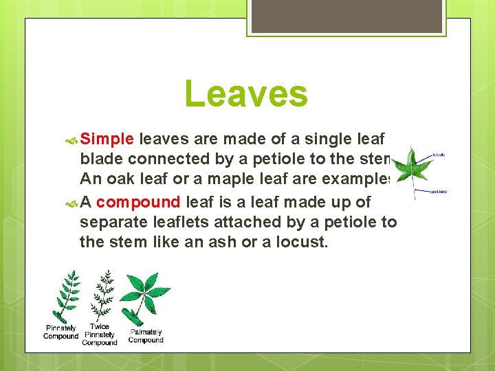 Leaves Simple leaves are made of a single leaf blade connected by a petiole