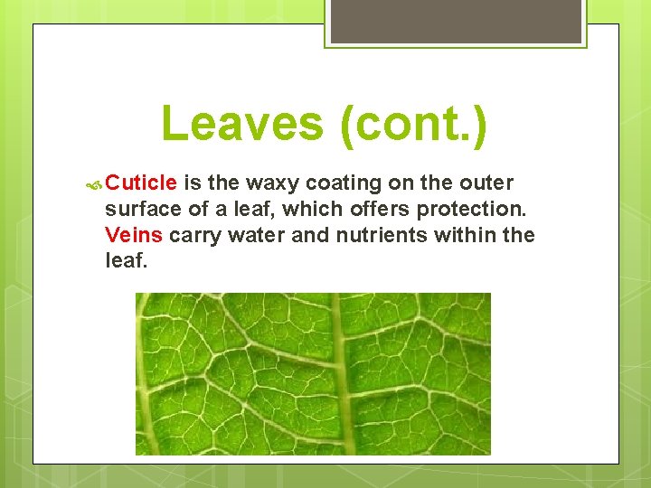Leaves (cont. ) Cuticle is the waxy coating on the outer surface of a