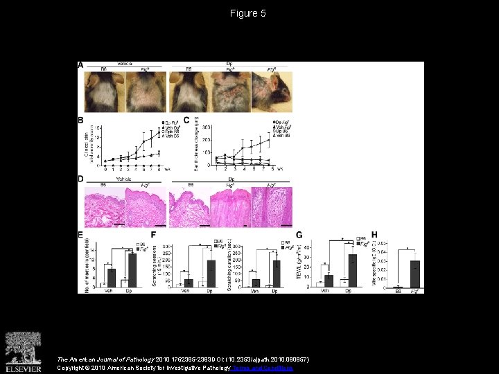 Figure 5 The American Journal of Pathology 2010 1762385 -2393 DOI: (10. 2353/ajpath. 2010.