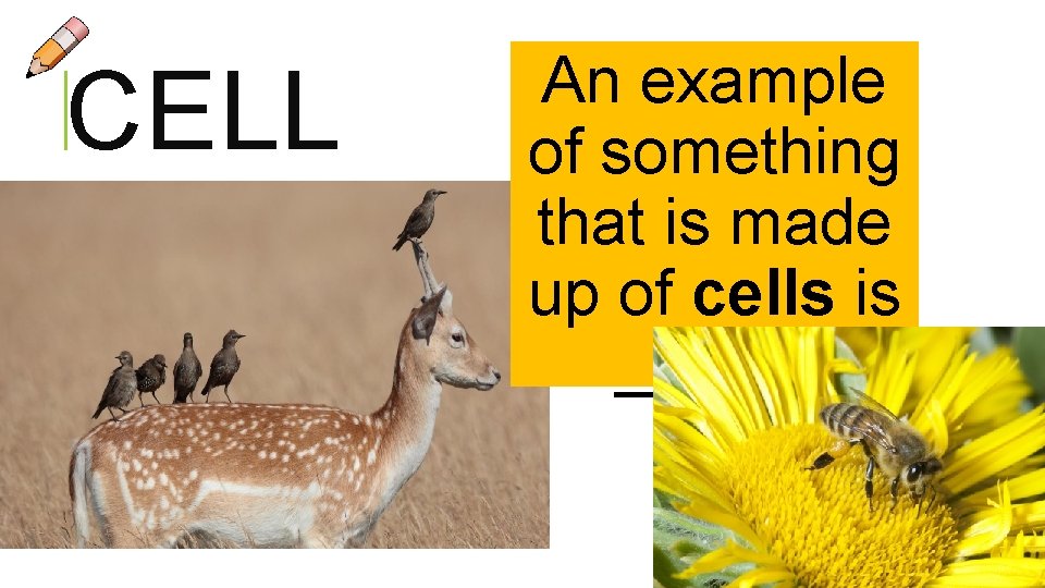 CELL An example of something that is made up of cells is _____. 