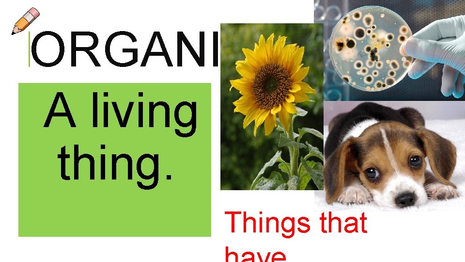 ORGANISM A living thing. Things that 