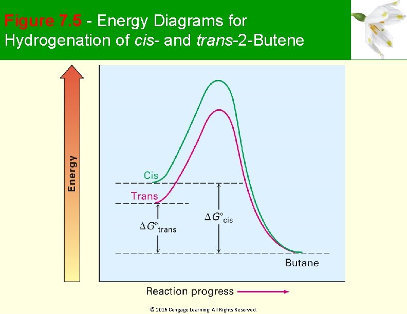 Figure 7. 5 - Energy Diagrams for Hydrogenation of cis- and trans-2 -Butene ©