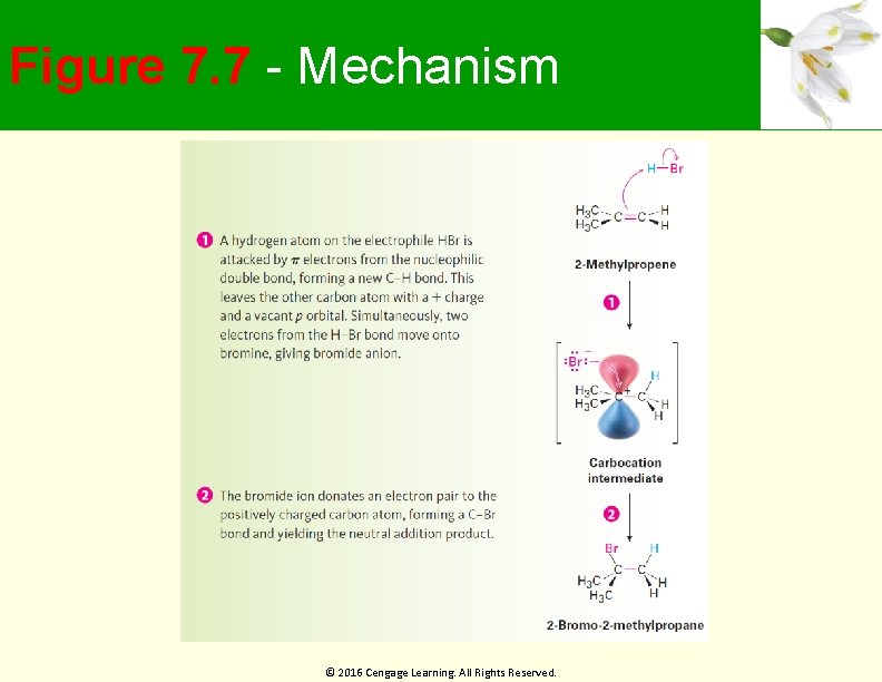 Figure 7. 7 - Mechanism © 2016 Cengage Learning. All Rights Reserved. 