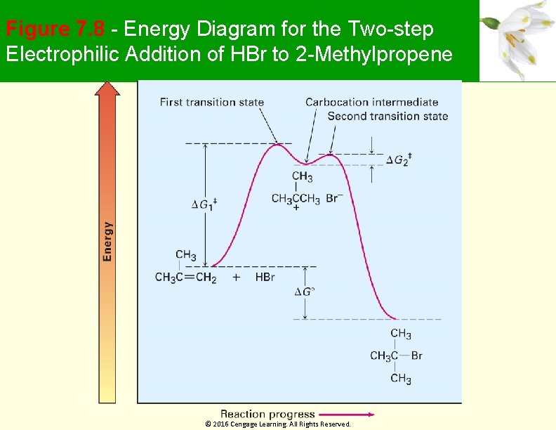 Figure 7. 8 - Energy Diagram for the Two-step Electrophilic Addition of HBr to