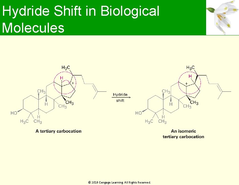Hydride Shift in Biological Molecules © 2016 Cengage Learning. All Rights Reserved. 