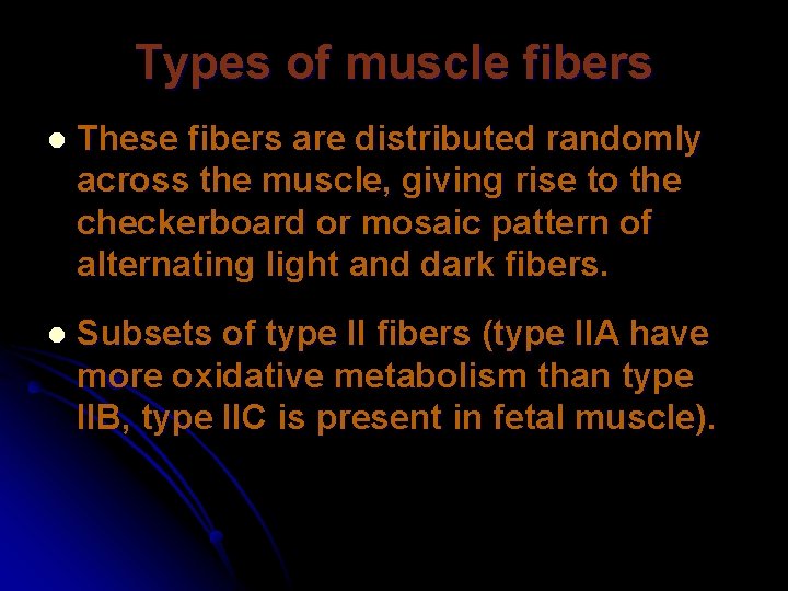 Types of muscle fibers l These fibers are distributed randomly across the muscle, giving