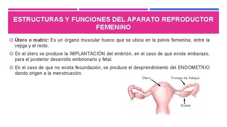 APARATO REPRODUCTOR FEMENINO Y CICLO MENSTRUAL OA 02