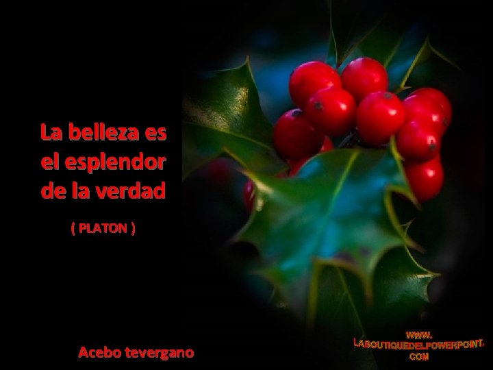 La belleza es el esplendor de la verdad ( PLATON ) Acebo tevergano 