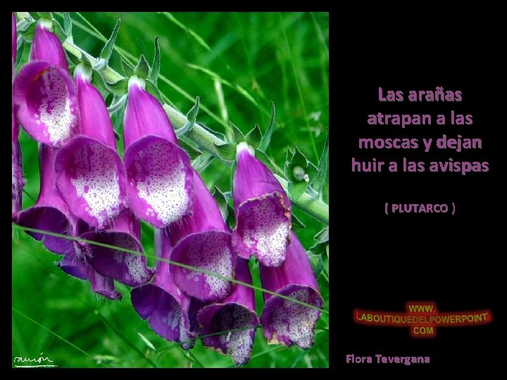 Las arañas atrapan a las moscas y dejan huir a las avispas ( PLUTARCO