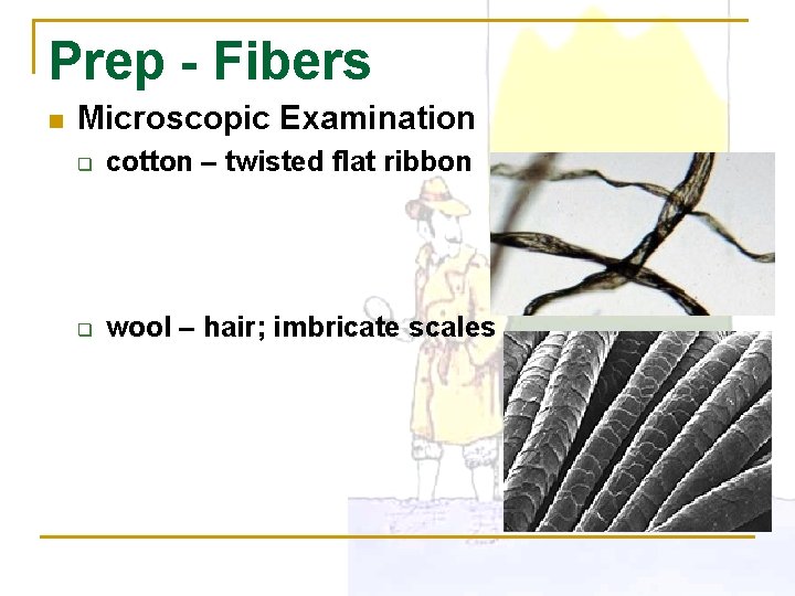 Prep - Fibers n Microscopic Examination q cotton – twisted flat ribbon q wool