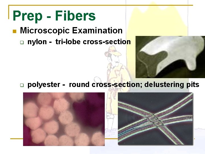 Prep - Fibers n Microscopic Examination q nylon - tri-lobe cross-section q polyester -