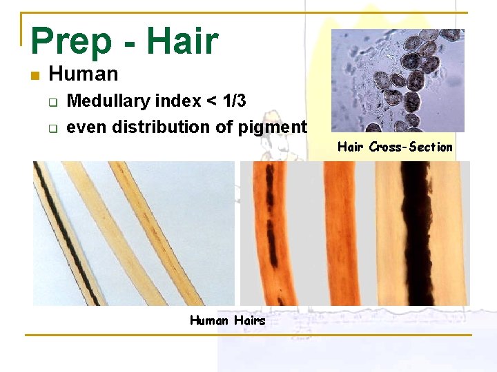 Prep - Hair n Human q q Medullary index < 1/3 even distribution of