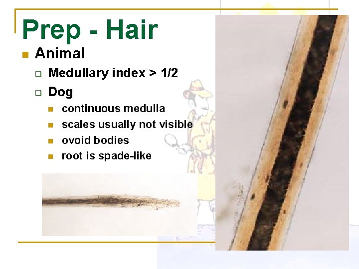 Prep - Hair n Animal q q Medullary index > 1/2 Dog n n