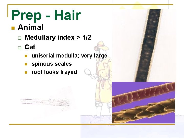 Prep - Hair n Animal q q Medullary index > 1/2 Cat n n