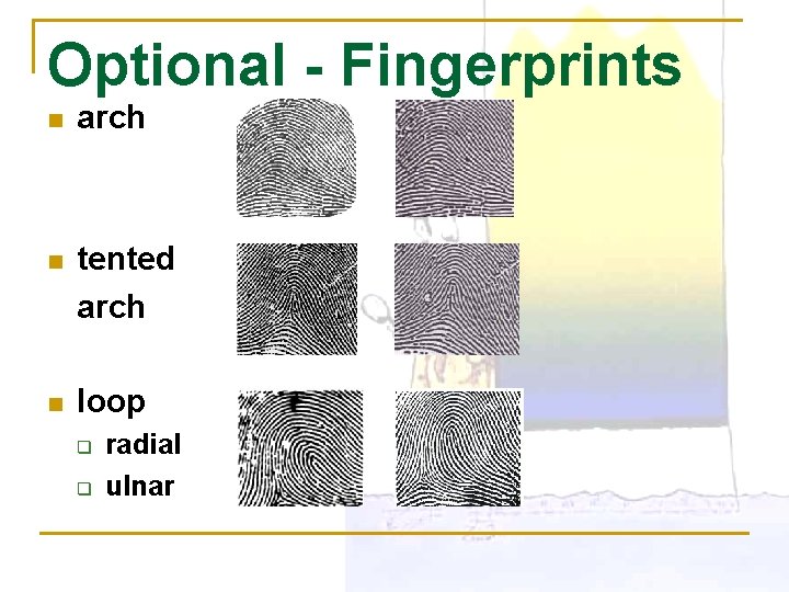 Optional - Fingerprints n arch n tented arch n loop q q radial ulnar