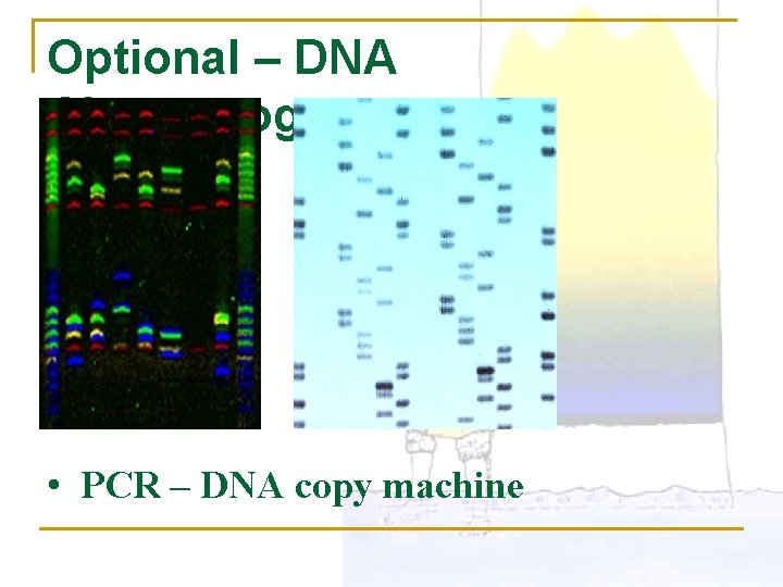 Optional – DNA Chromatogram • PCR – DNA copy machine 